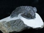 Inch Coltraneia Trilobite - Tower Eyes #2956-1